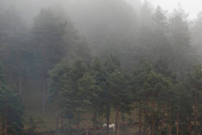 Niebla en la provincia de León. JESÚS F. SALVADORES