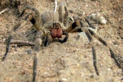 Araña errante del brasil o araña banano