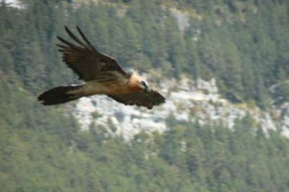 Imagen de un ejemplar adulto de quebrantahuesos volando en el Parque de Picos de Europa.