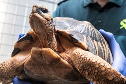 Un agente del Seprona de la Guardia Civil con una tortuga rescatada en una operación contra el tráfico de especies protegidas. CATI CLADERA