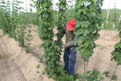 Los lupuleros quieren un estudio más riguroso sobre la afección de los embalses en el cultivo