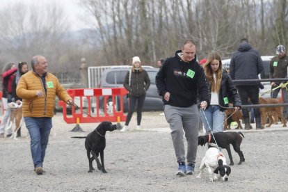 Participantes en el concurso de belleza canina de ayer. L. DE LA MATA