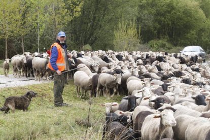 Gregorio Fidalgo ayer a la llegada del rebaño a Villanueva de Carrizo. RAMIRO