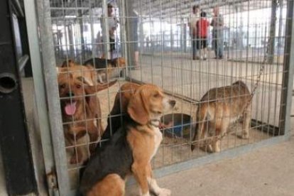 Los perros de caza proceden de lugares tan distintos como Extremadura o Barcelona.