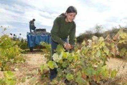 Vendimiadores en un viñedo del municipio de Bembibre, en una imagen de archivo