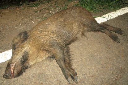 Un ejemplar de jabalí muerto tras ser atropellado por un coche cerca de Laguna de Negrillos. MEDINA