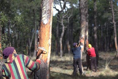 Imagen de un grupo de resineros en un monte de la provincia de León. DL