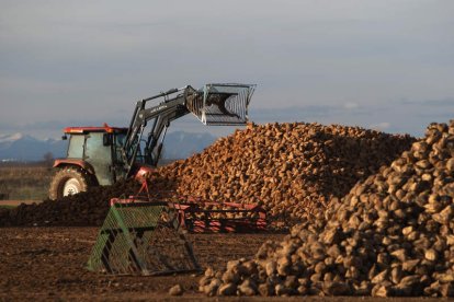 La consjería quiere que la industria supla la retirada de ayudas a la remolacha.