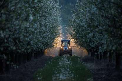 Imagen de un tractor entre campos de cerezos. TAMAS SOKI