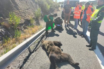 El ejemplar fue encontrado ayer tendido sobre la calzada de la autopista. DL