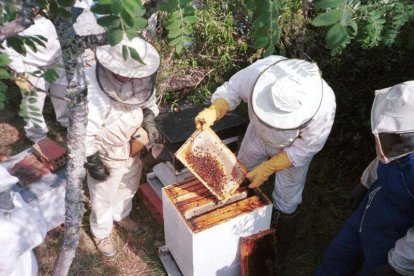 La Velutina ataca a las abejas y diezma los colmenares. L. DE LA MATA