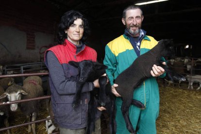 Violeta Alegre y Gregorio Fidalgo con el atajo de merinas que hiberna en San Pelayo del Páramo. Poseen el mayor número de merinas negras de España.