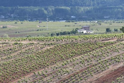 Viñedos adscritos a la Denominación de Origen Bierzo. L. DE LA MATA