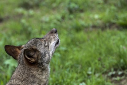 La protección del lobo ha alimentado el debate político en la Unión Europea. J.L.CEREIJIDO