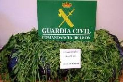 Alijo de marihuana incautado en León en septiembre del 2007