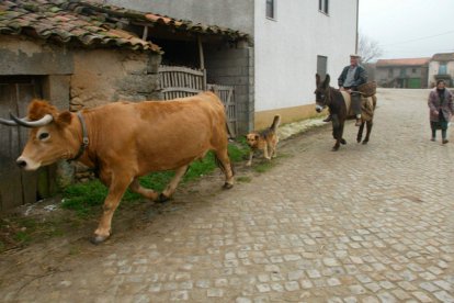 La organización destaca la importancia de preservar razas como la Mantequera Leonesa. NORBERTO