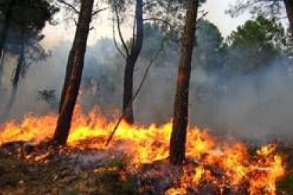 El fuego ha quemado esta semana cuatrocientas hectáreas de pinar en Quintana del Castillo