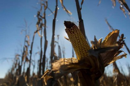 Fincas de maíz en los alrededores de Fontecha del Páramo. FERNANDO OTERO