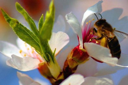 Una abeja liba en un almendro en flor.