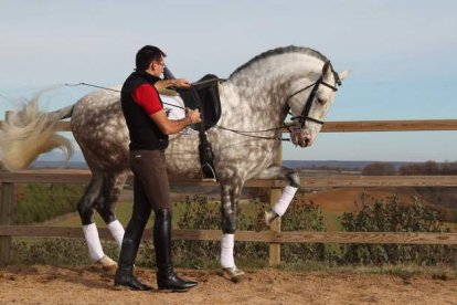 Álvaro dirige a uno de los cuarenta caballos que tiene en el Centro Marialva y que entrena con una rutina diaria que incluye una hora caminando en la noria, paseos libres en el prado junto a la manada y técnica con el jinete.