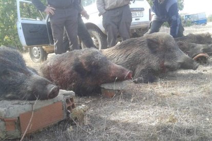 Jabalíes abatidos en la montería de Riomonte en la zona de Sahagún.