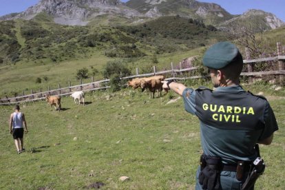 La Guardia Civil de Riaño  inició el procedimiento tras constatarse el acuchillamiento de los animales. CAMPOS