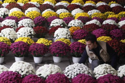 Los viveros y las floristerías preparan y cuidan durante semanas las flores para que luzcan perfectas el Día de los Difuntos.