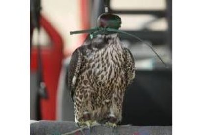 Los halcones surcarán desde hoy y hasta el lunes los cielos de La Virgen