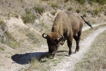 Uno de los bisontes que vive en el valle de Anciles, dentro del término municipal de Riaño. CAMPOS