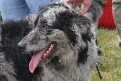 Los perros de la raza carea fueron los auténticos protagonistas del encuentro. J. NOARIO