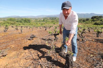 José Arias, ayer en el paraje de Valdemagaz, en Magaz de Abajo (Camponaraya). L. DE LA MATA