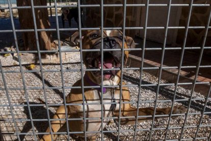 Uno de los perros que atacó mortalmente el pasado domingo a una mujer en Murcia. MARCIAL GUILLÉN