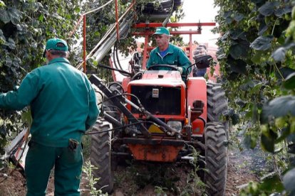 La mayor parte de los cultivos se encuentran en el Órbigo. MARCIANO PÉREZ