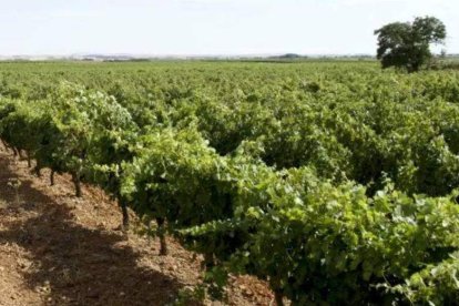 Viñedos de Bodegas Gordonzello. DL