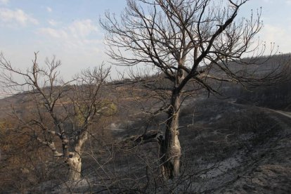 Vista parcial de cómo quedó calcinado el monte en la zona próxima a los pueblos de Los Barrios, que ahora será limpiada.