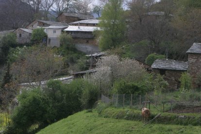 La pequeña comunidad rural de Villarubín, en Oencia, destinará las ayudas de la política agraria a su entorno forestal.