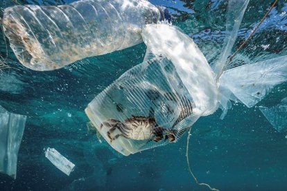 Un cangrejo atrapado en un vaso de plástico cerca de Isla Verde en Filipinas. NOEL GUEVARA/GREENPEACE