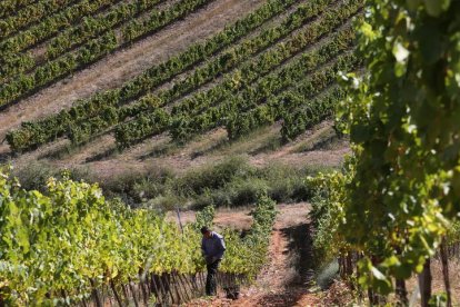 Un viticultor en un viñedo de la DO Bierzo, en imagen de archivo. ANA F. BARREDO