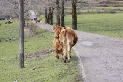 Dos vacas, en el borde de la CL-635 mientras unos caballos, al fondo, obligan a un vehículo a detenerse. CAMPOS