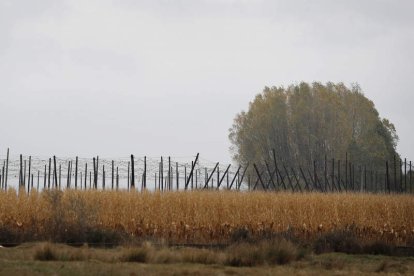 La imagen recoge la continuidad de plantaciones de maíz, lúpulo y chopos en el Órbigo. JESÚS F. SALVADORES