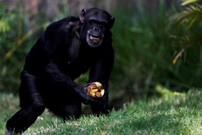 Un chimpancé come helado de fruta en el zoológico La Aurora en Ciudad de Guatemala. ESTEBAN BIBA