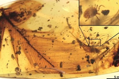 Fragmento de pieza de ámbar en el que se puede apreciar una garrapata fósil junto a la pluma de un dinosaurio terápodo. Se ha localizado en Myanmar, la antigua Birmania.