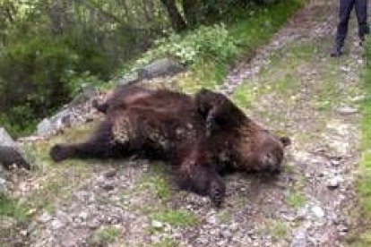 Imagen del animal muerto, en el paraje Camino de los Lagos, que fue avistado por tres senderistas