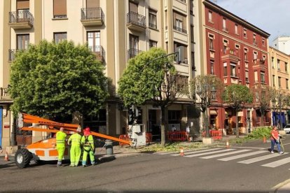 Poda de árboles en pleno julio en la avenida Gran Vía de San Marcos.