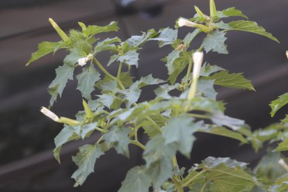 Una planta de estramonio, L. DE LA MATA