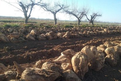 Un campo de remolacha en la provincia de León.