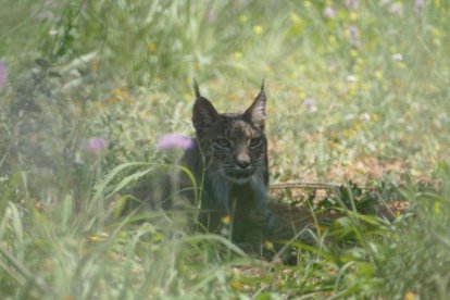 Un lince ibérico.