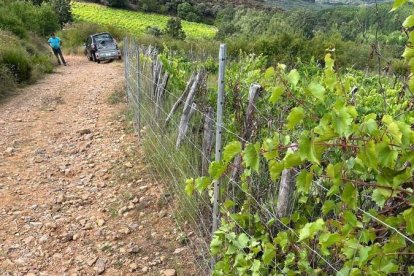 Vallado metálico instalado en un viñedo en la zona de Cubillos del Sil. DL