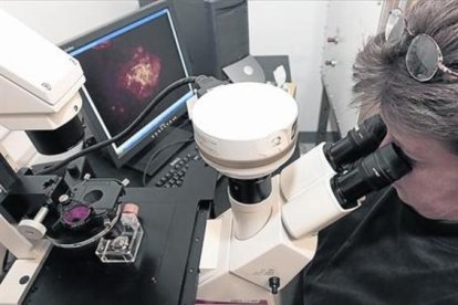 Una investigadora observa a través de un microscopio.