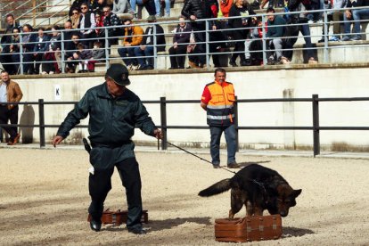 La unidad canina de la Guardia Civil busca hachís en unas maletas, ayer en el recinto ferial. BARREDO